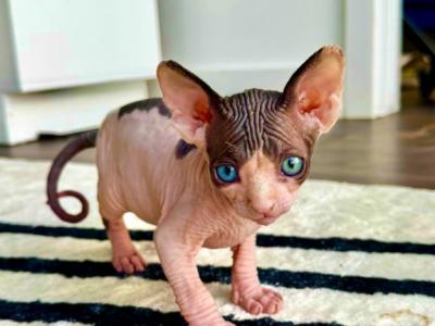 Piglet - Sphynx - Gallery Photo #1