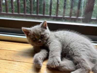 Cinnamon Playful Kittens - British Shorthair - Gallery Photo #1