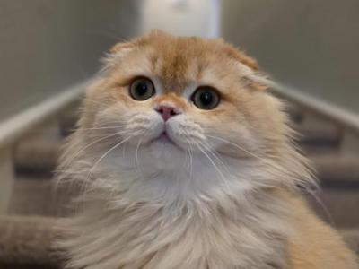 Yan - Scottish Fold - Gallery Photo #1