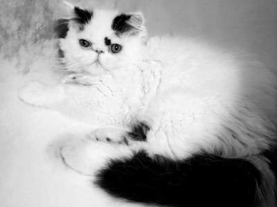 Rosie's Baby Boys - Persian - Gallery Photo #1