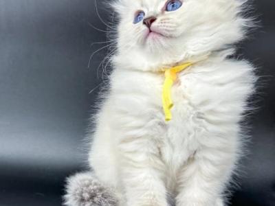 Neva Masquerade Siberian Kittens - Siberian - Gallery Photo #1