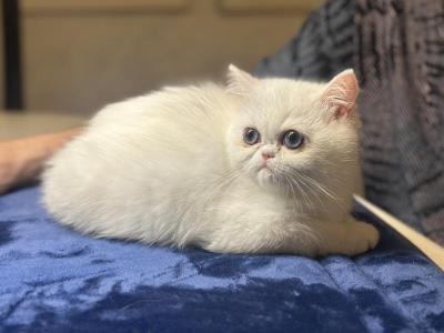 Lea - Exotic - Gallery Photo #1