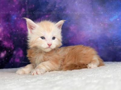 Dijon - Maine Coon - Gallery Photo #1