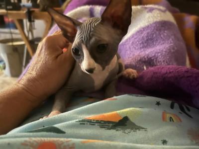 Nebula's Kitten - Sphynx - Gallery Photo #1