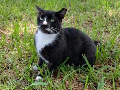 Frijoles Negro - American Shorthair - Gallery Photo #1