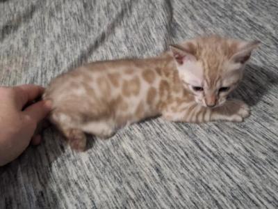 VegaADOPTED - Bengal - Gallery Photo #1