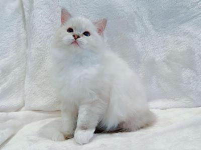 Zeke - Ragdoll - Gallery Photo #1