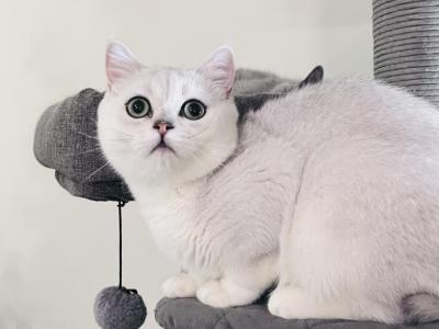 Casper - British Shorthair - Gallery Photo #1