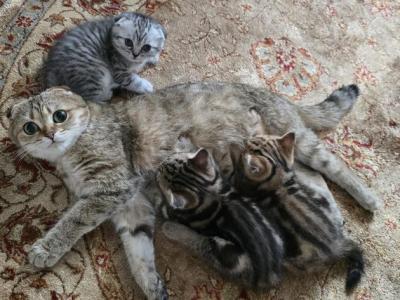 Jasmine's Litter - Scottish Fold - Gallery Photo #1