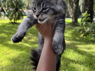 Teddy Such A Sweet Fluffy Girl - Maine Coon - Gallery Photo #1