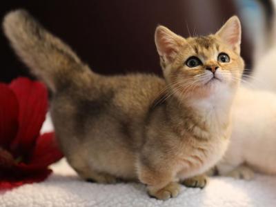 Bitsy - Munchkin - Gallery Photo #1