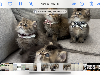 Bonty - British Shorthair - Gallery Photo #1