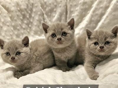 British Shorthair Kittens  Girls Ready To Go Home - British Shorthair - Gallery Photo #1