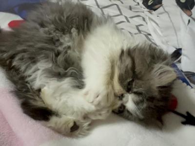 Beautiful Exotics And Persians - Persian - Gallery Photo #1