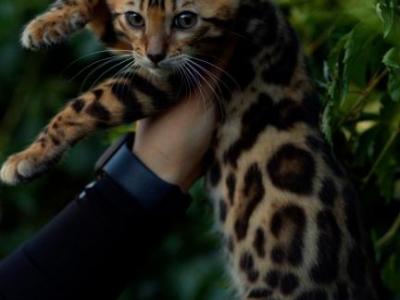 Ferrari - Bengal - Gallery Photo #1