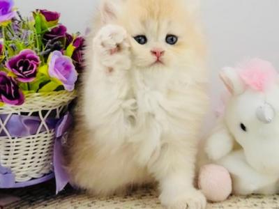 Blossom - British Shorthair - Gallery Photo #1
