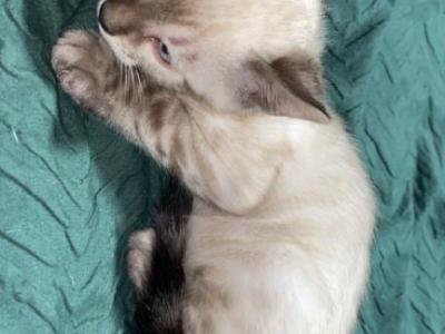 Snows - Bengal - Gallery Photo #1