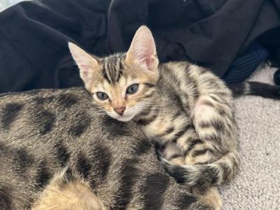 Lili - Bengal - Gallery Photo #1