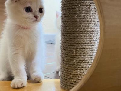 Highlight - Scottish Fold - Gallery Photo #1