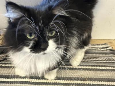 LITTLE THADDEUS - Munchkin - Gallery Photo #1