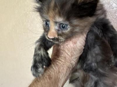 Kee - Maine Coon - Gallery Photo #1