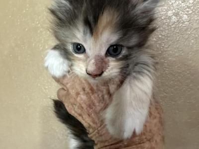 Kee2 - Maine Coon - Gallery Photo #1