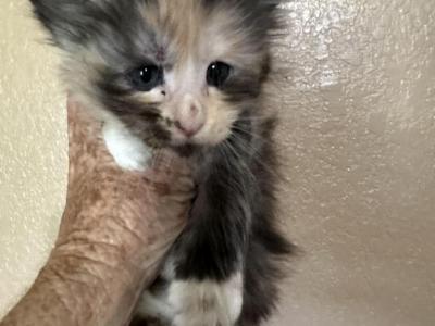 Kee 3 - Maine Coon - Gallery Photo #1