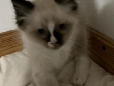 Persephone - Ragdoll - Gallery Photo #1