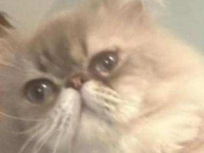 Belmon Persian Male Cat - Persian - Gallery Photo #1