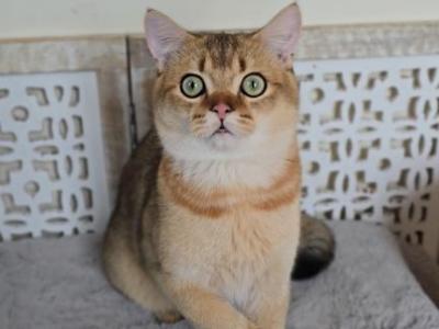 DEXTER - Scottish Straight - Gallery Photo #1