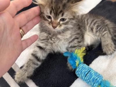 Kitty Male 1 Extraordinary - Siberian - Gallery Photo #1