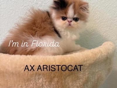 Mona - Persian - Gallery Photo #1