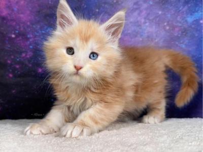 Blue Eyed Bumblebee - Maine Coon - Gallery Photo #1