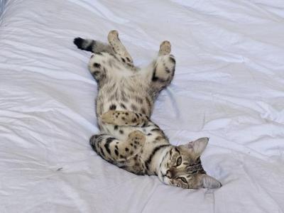 Amaris Aka Cutie - Savannah - Gallery Photo #1