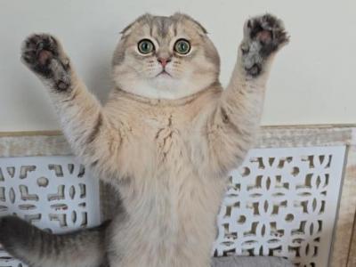 BUNNY - Scottish Fold - Gallery Photo #1