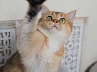 MURFFY - Scottish Straight - Gallery Photo #1