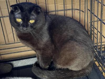 Black Scottish Fold - Scottish Fold - Gallery Photo #1