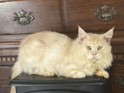 Perseus - Maine Coon - Gallery Photo #1