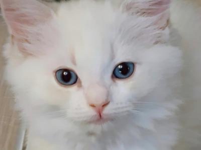 Nora - Ragdoll - Gallery Photo #1