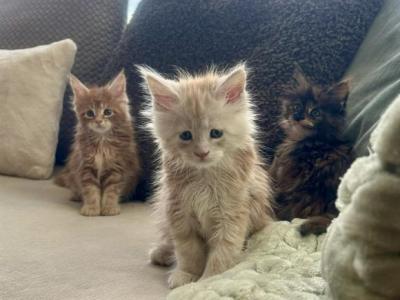 Beautiful Purebred Babies - Maine Coon - Gallery Photo #1