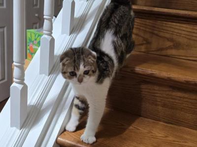 Bella - Scottish Fold - Gallery Photo #1