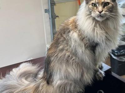 Fortunata - Maine Coon - Gallery Photo #1