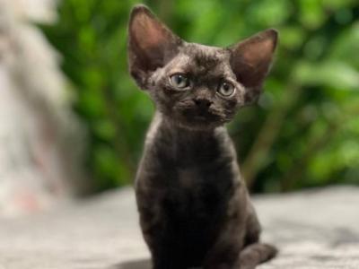 LABUBU - Devon Rex - Gallery Photo #1