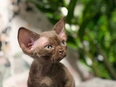 BAXTER - Devon Rex - Gallery Photo #1