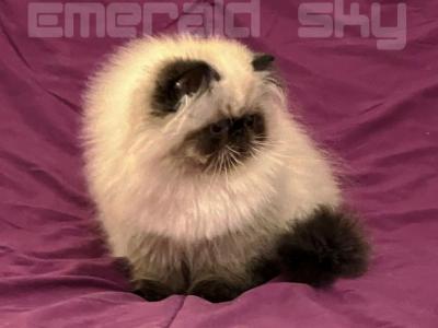 Charlie Brown Is VERY Handsome - Himalayan - Gallery Photo #1