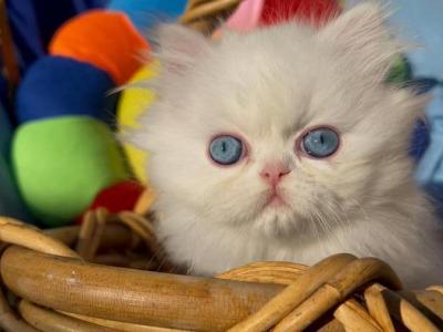 Beautiful Dollface All White Blue Eyes - Persian - Gallery Photo #1
