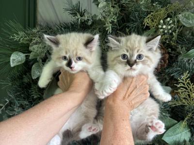 Lovable - American Bobtail - Gallery Photo #1