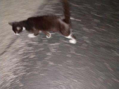 BabyTux - Domestic - Gallery Photo #1