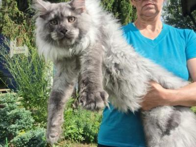 Nord - Maine Coon - Gallery Photo #1