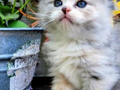 Ragamuffin - Ragamuffin - Gallery Photo #1